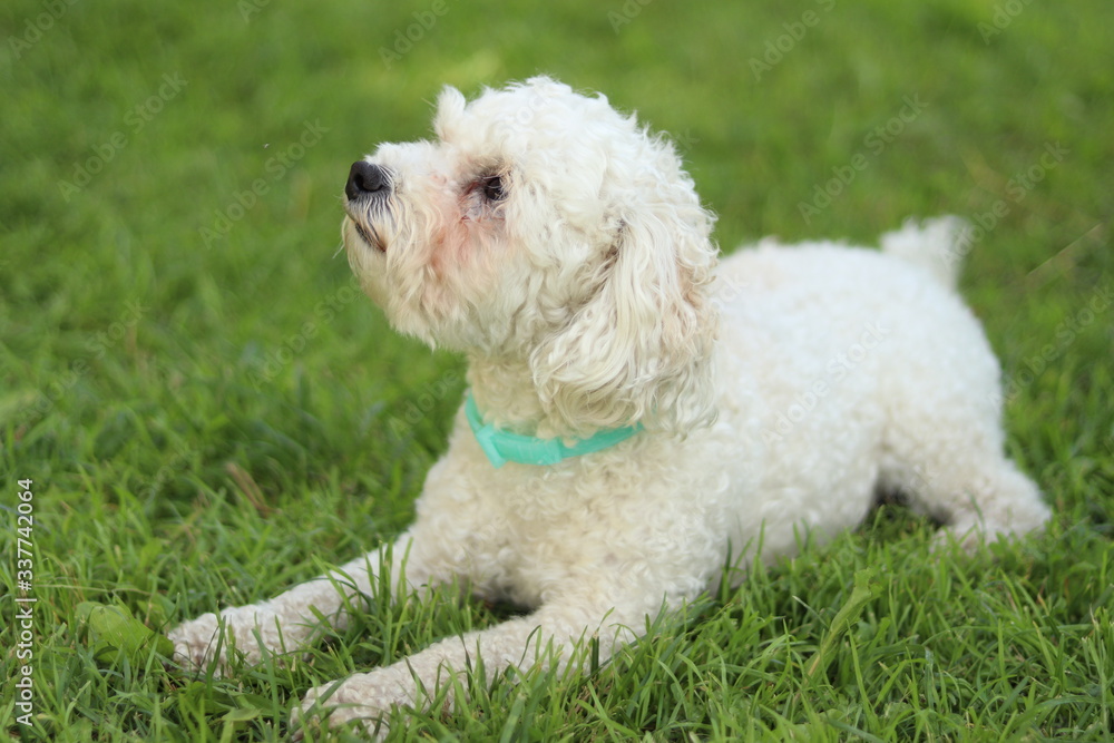 puppy in grass puppy in grass