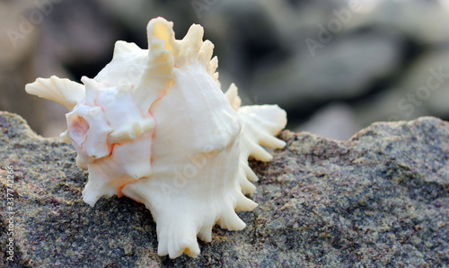 Tamil Nadu / India. March 24 2018: sea shells on the sea.