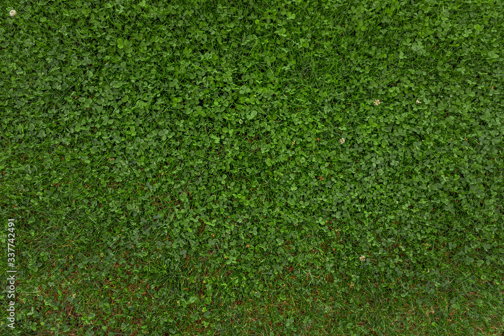 Fototapeta premium Green grass background in. Green plant pattern, wall