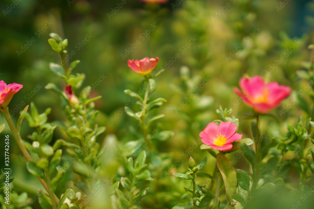 Pink flowers in the garden with a bokeh green background