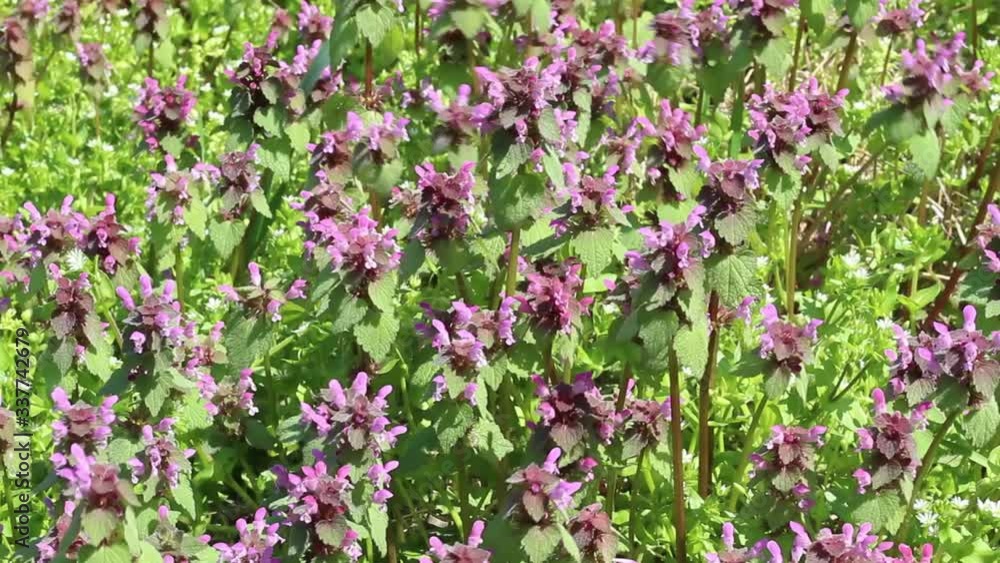 Beautiful Wild Flowers in Spring Blossom Beautiful Wild Flowers in Spring Blossom