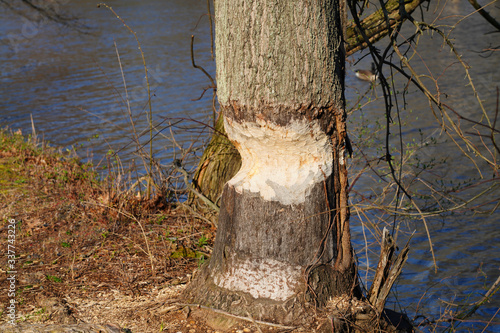 View of a tree trunk gnawed by a beaver along the D&R Canal in New Jersey