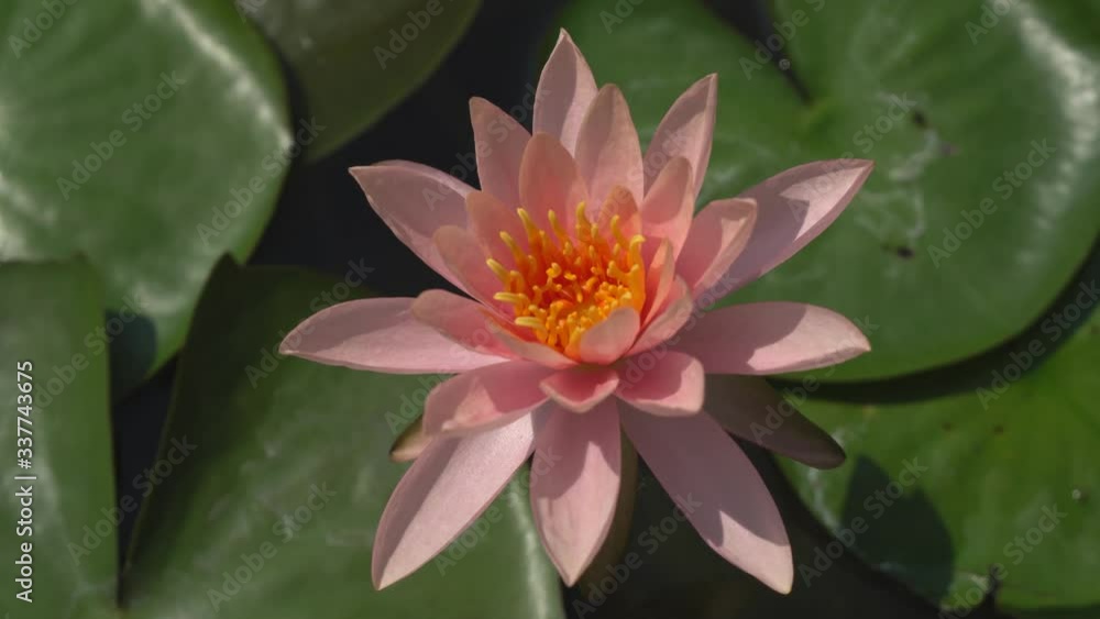 Close-ups Fresh Bloom Pink Nymphaea Water lily or Pink Lotus Flower on the lotus lake - Aquatic Floral backdrops and beautiful details picture concept Close-ups Fresh Bloom Pink Nymphaea Water lily or Pink Lotus Flower on the lotus lake - Aquatic Floral backdrops and beautiful details picture concept