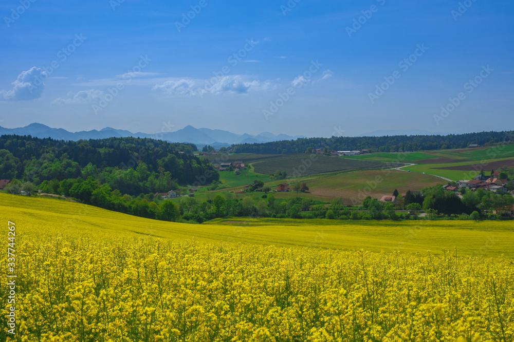 Slovenian countryside in spring with flowering rapeseed field and green nature, in Slovenia