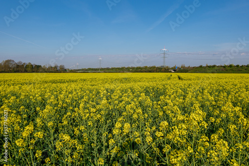 Outdoor sunny landscape view of Yellow rapeseed blossom field in spring or summer season against blue sky and blur background of high voltage tower and cable.