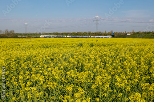 Outdoor sunny landscape view of Yellow rapeseed blossom field in spring or summer season against blue sky and blur background of high voltage tower and cable, and railway with train.