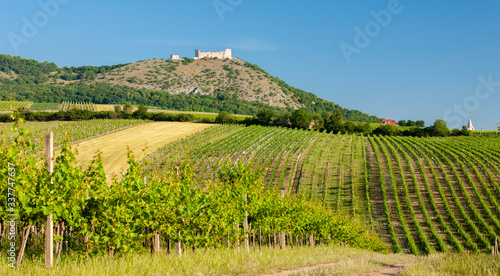 vineyards  castle Devicky  Palava  Moravia region  Czech Republic
