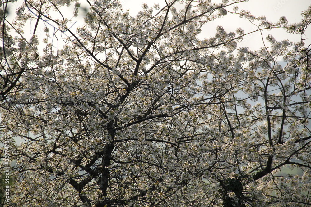 Cherry tree white flowers blossom in an orchard Cherry tree white flowers blossom in an orchard