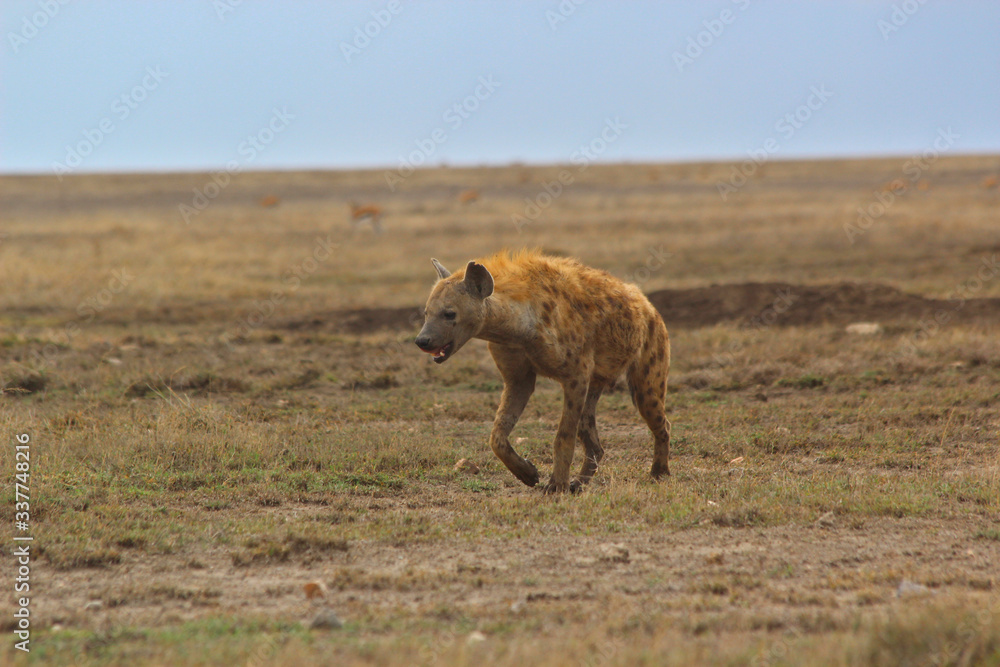 Hyäne in der Serengeti Hyäne in der Serengeti