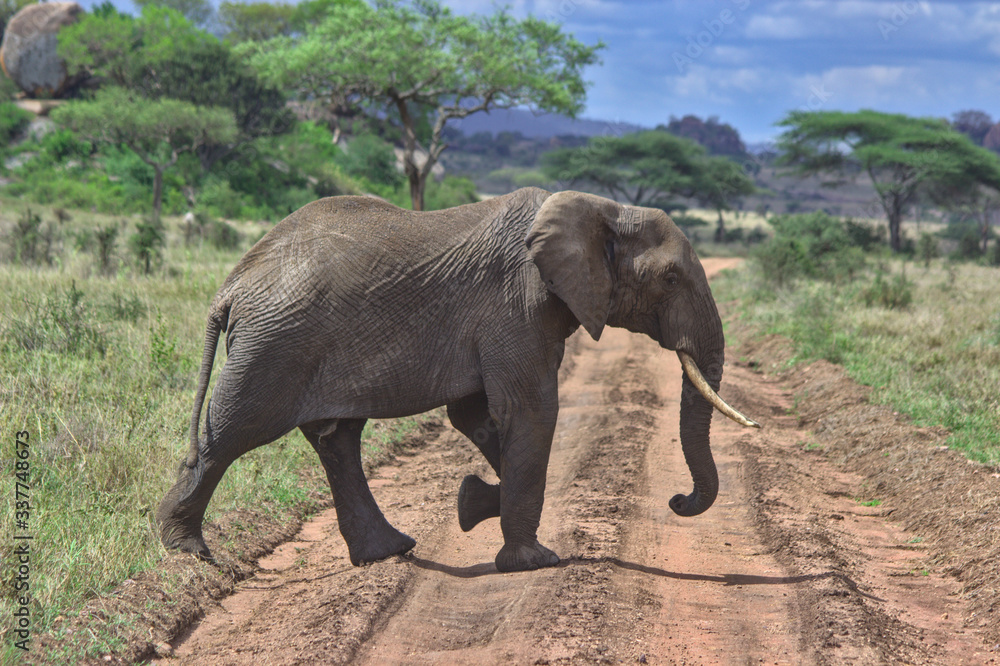 Fototapeta premium Elefant in der Serengeti