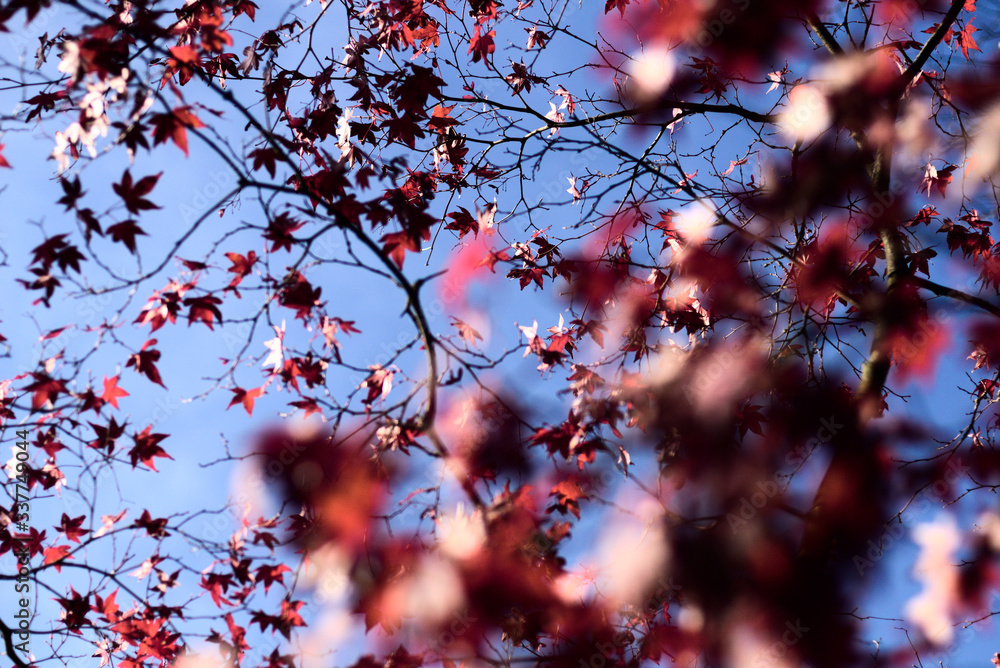 Roter Ahorn, Planze vor Himmel Roter Ahorn, Planze vor Himmel