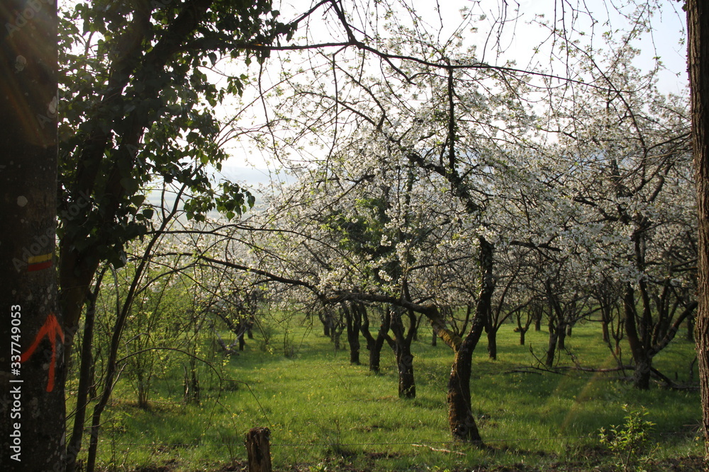 Cherry tree white flowers blossom in an orchard Cherry tree white flowers blossom in an orchard