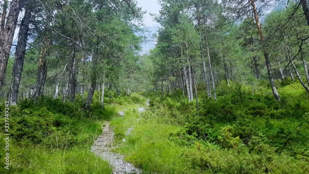 Rocky path through mountain woodland, camera tilt-up to reveal treetops