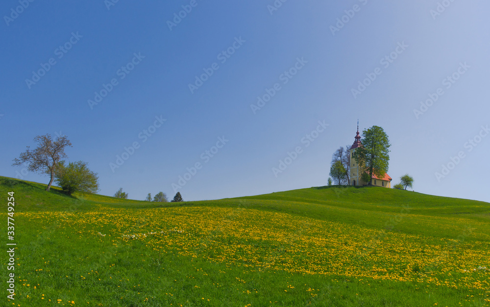 Slovenian countryside in spring with charming little church on a hill and blooming dandelions and daffodils wildflowers. Sunny spring morning in Slovenia.