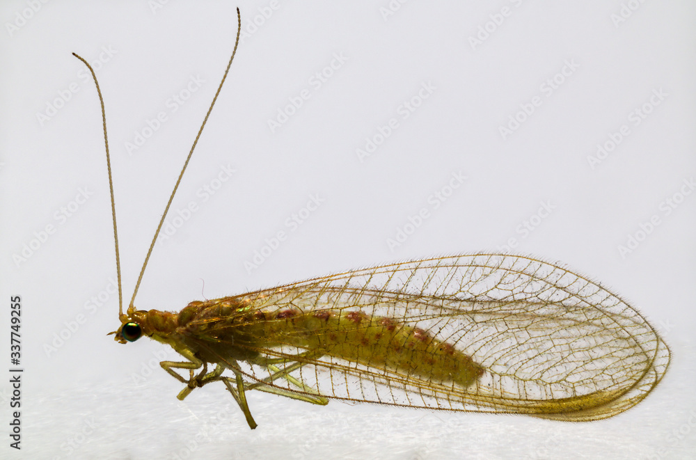 lacewing on white background lacewing on white background