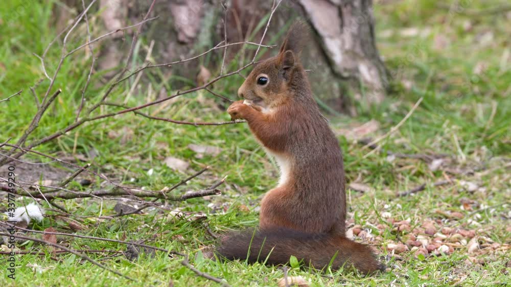 Red squirrel sitting upright with his tail around him. Tele shot. Red squirrel sitting upright with his tail around him. Tele shot.