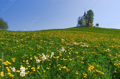 Slovenian countryside in spring with charming little church on a hill and blooming dandelions and daffodils wildflowers. Sunny spring morning in Slovenia.
