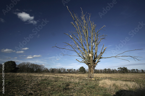 Blattloser Baum auf einem Feld in der Lüneburger Heide