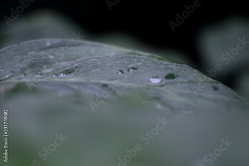 Dunkelgrünes Pflanzenblatt mit Wassertropfen 
