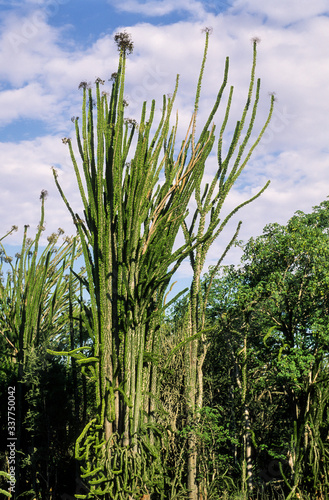 épine du Christ, Didierea trollii, Allaudia trollii, Madagascar photo