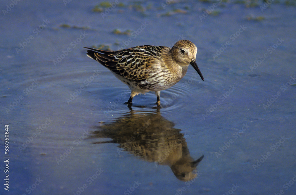 Bécasseau variable, Calidris alpina Bécasseau variable, Calidris alpina