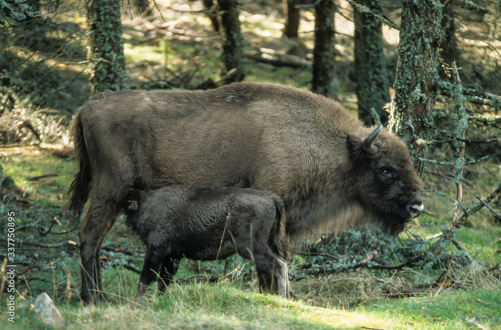 Fototapeta premium Bison d'Europe, Bison bonasus