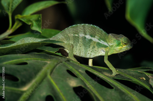 Cameleon glocifer, femelle,, Calumma glocifer, Madagascar