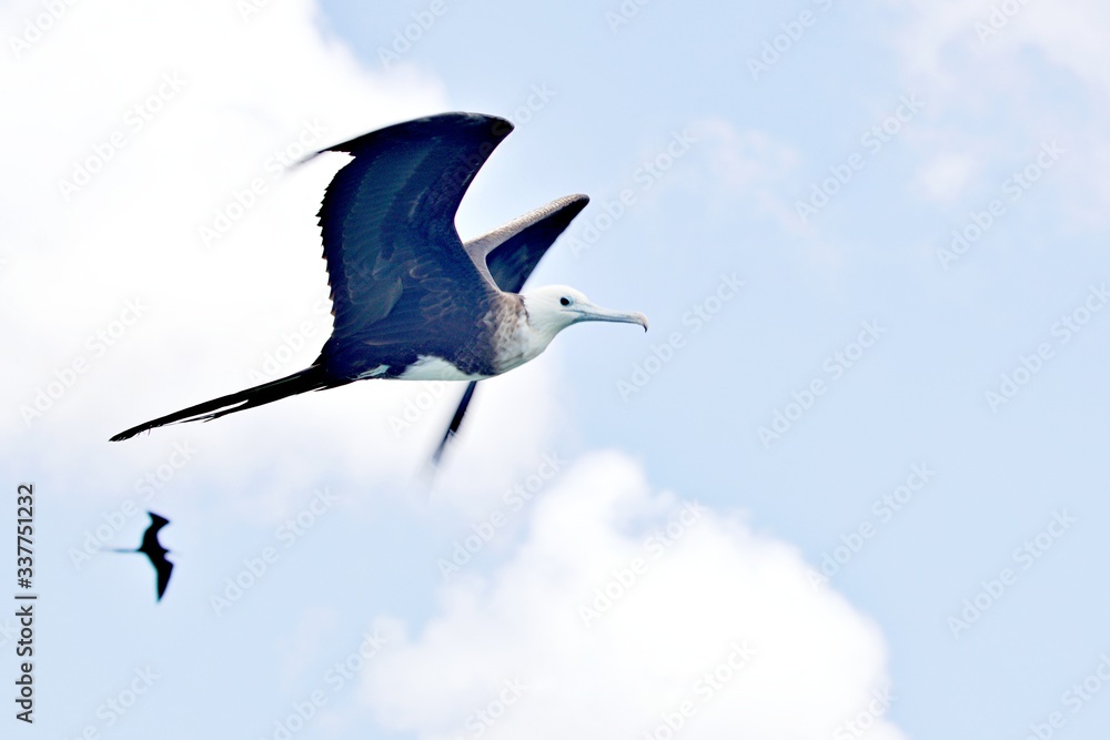 Obraz premium Fregattvogel im Flug
