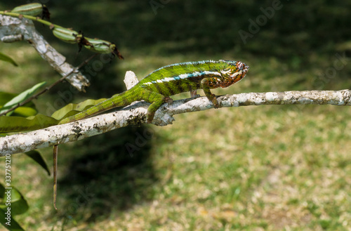 Wallpaper Mural Caméléon panthère, Furcifer pardalis, Madagascar Torontodigital.ca