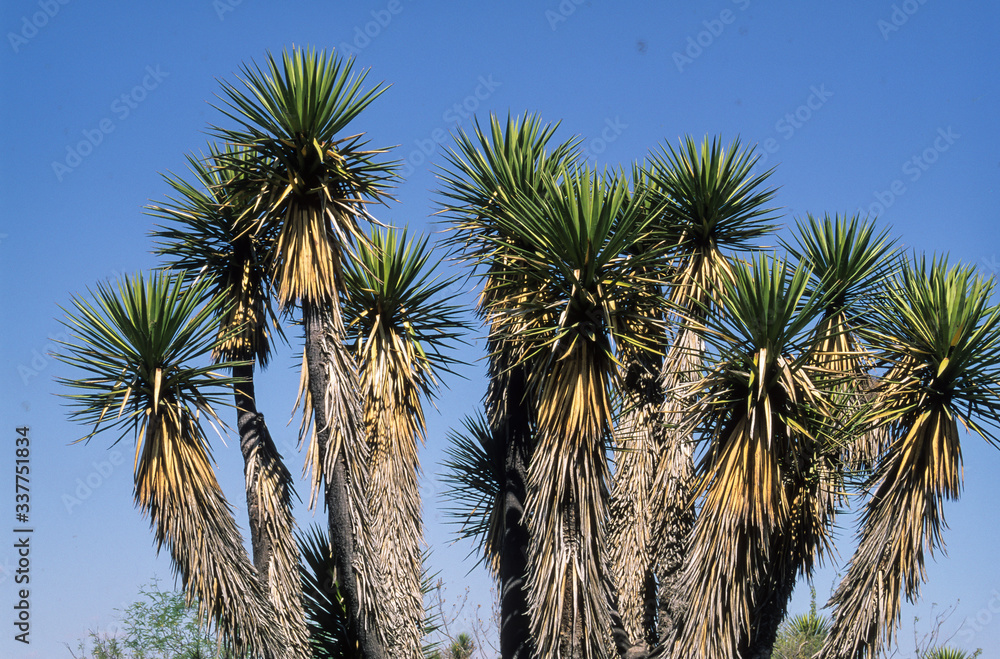Yucca filifera, Palmier de Saint Pierre, Mexique Stock Photo | Adobe Stock