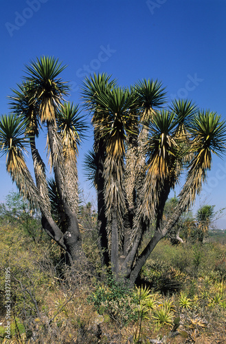 Yucca filifera  Palmier de Saint Pierre  Mexique