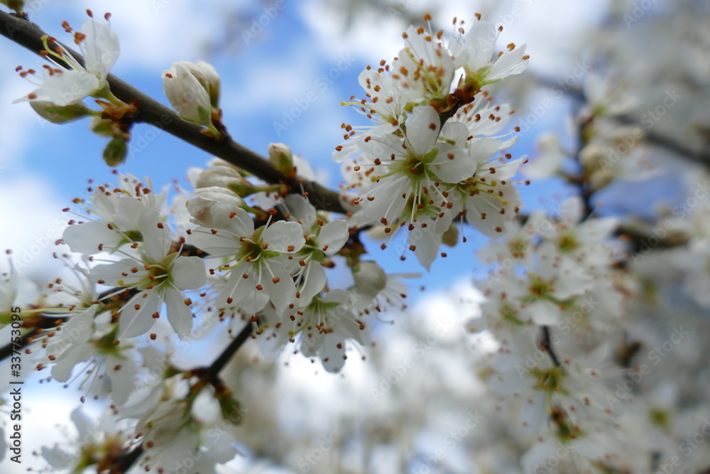 Romantic white blossoms of a mirabelle in springtime in front of blue sky Romantic white blossoms of a mirabelle in springtime in front of blue sky