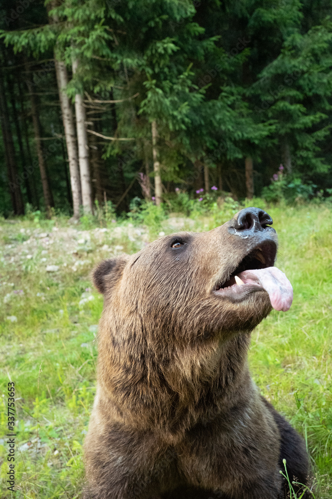 Obraz premium Portrait of a brown bear with tongue out in the wild forest
