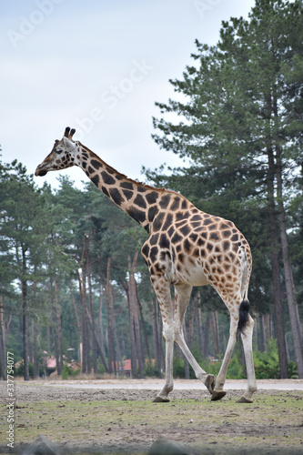Large giraffe in a zoo with trees in the background