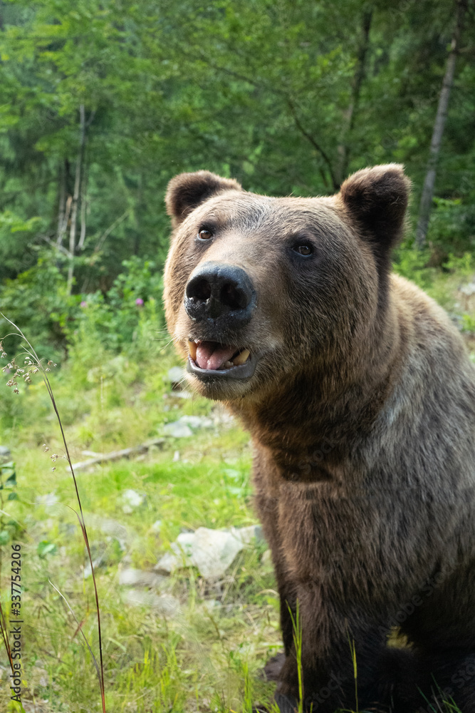 Fototapeta premium portrait brown bear on the background of forests in the wild in summer.