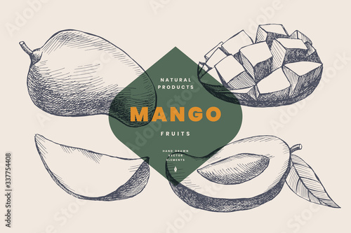 Hand drawn mango. Natural fruit, whole and cut. Organic food concept. Can be used as element in the design of cosmetics, menus and packaging. Vintage botanical illustration on isolated background.