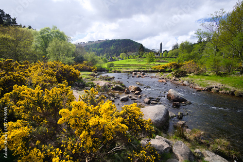 Landschaft in Irland mit gelben Pflanzen und Turm 