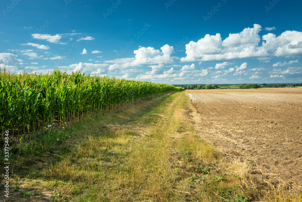 Dirt road next to a corn field and plowed field, white clouds on a blue sky