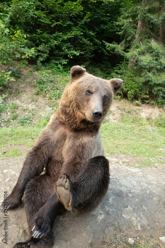 Sitting brown bear on the background of the forest.