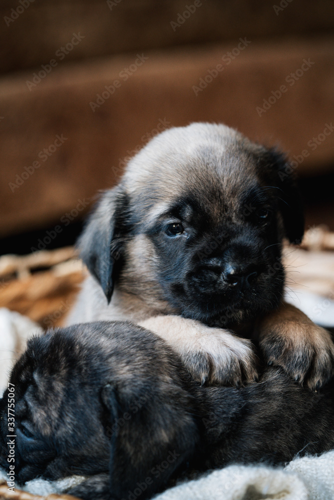 Fototapeta premium awake mastiff