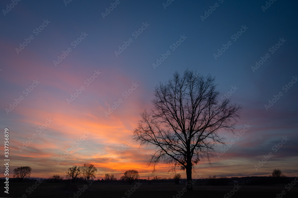 Large tree without leaves on the background of colorful clouds after sunset on a blue sky
