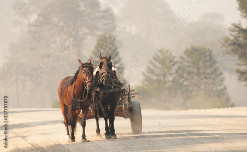 Horse wooden cart with two horses going down a dirt road with araucaria trees in the background.