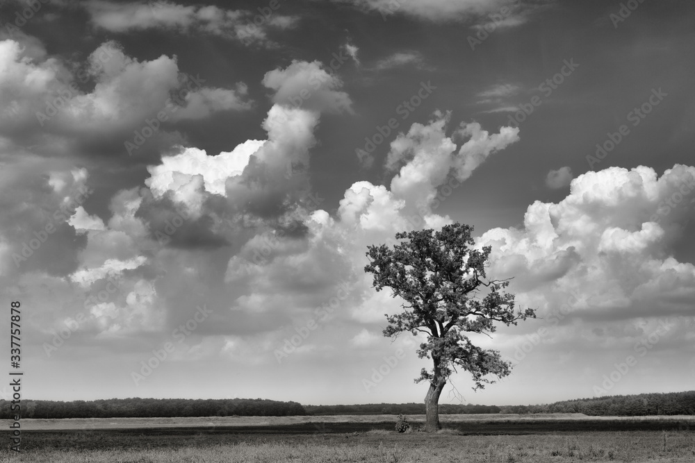Drzewo na tle pochmurnego nieba B&W