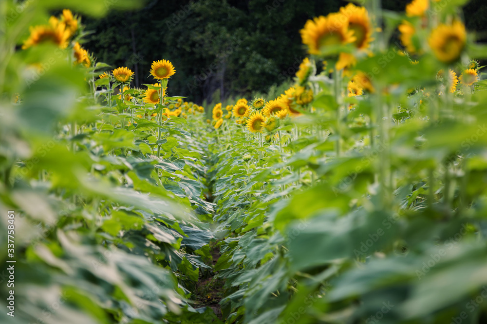 Obraz premium A Field of Sunflowers in Millis Massachusetts
