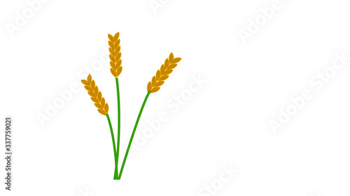 Wheat spike yellow isolated on white background. Organic Ear grain 