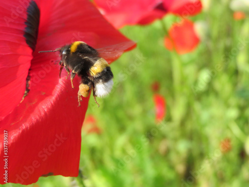 bumblebee with pollen flying to red poppy