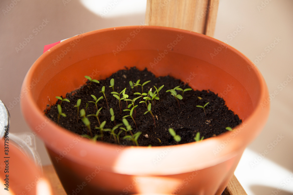 Many small sprouts in the pot at home Many small sprouts in the pot at home