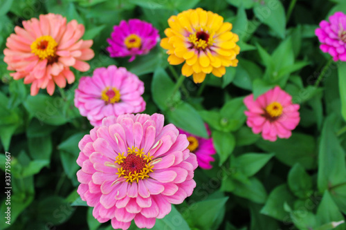 Brightly pink and yellow flowers with green background in garden