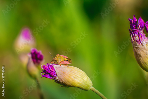 purple Pentatomidae rest on a purple flower in a green field in summer