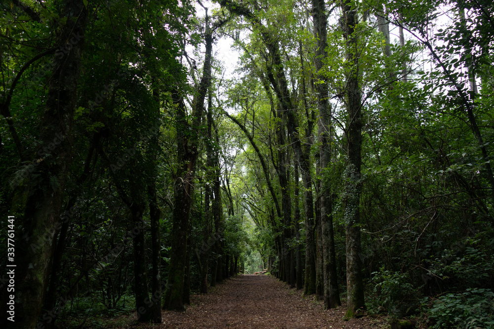 path in the woods